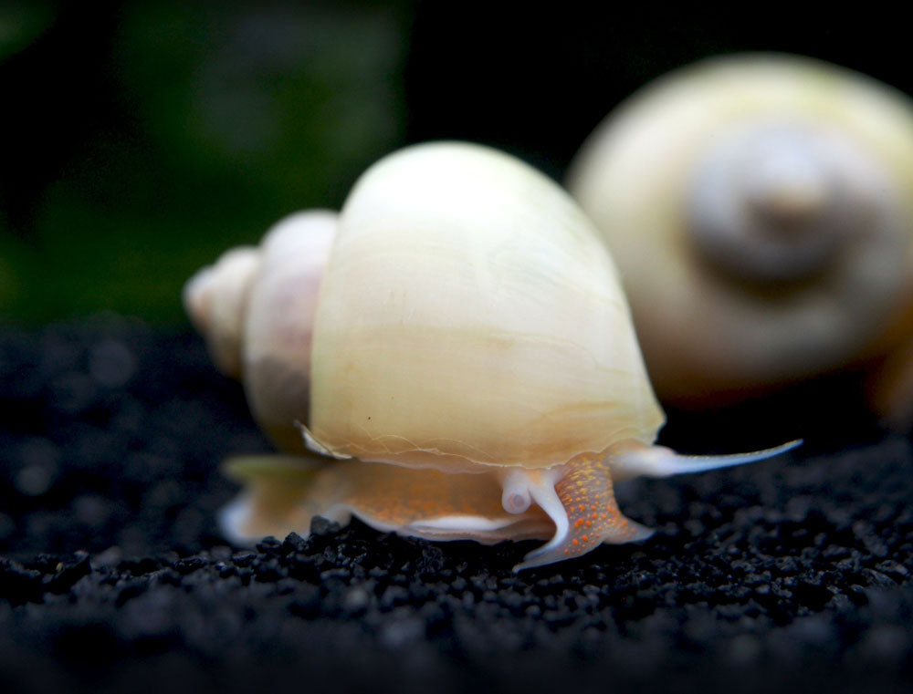 Aquatic Arts Ivory White Mystery Snails for sale