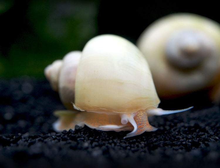 Aquatic Arts Ivory White Mystery Snails for sale