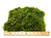 java moss for large fish tanks