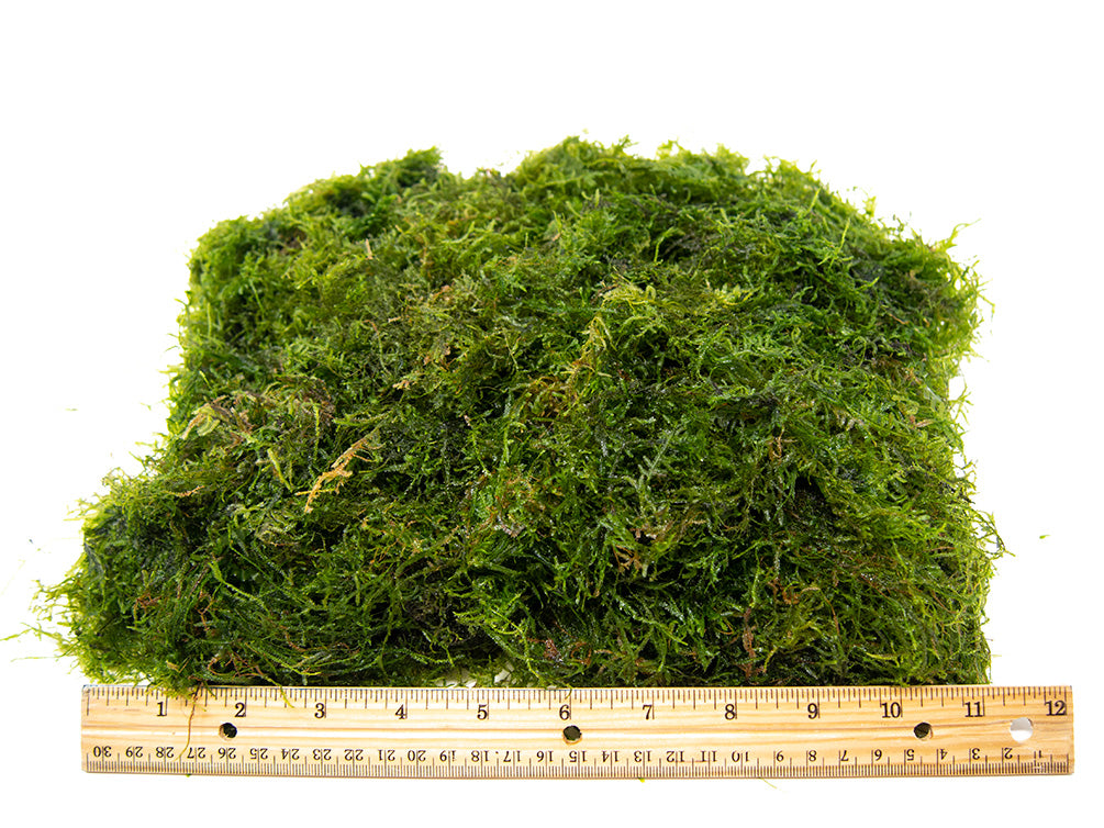 Mousse de java moss Vesicularia dubyana en gobelet de 7cm refuge