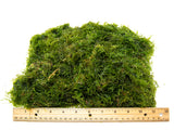 bulk aquatic arts java moss for sale