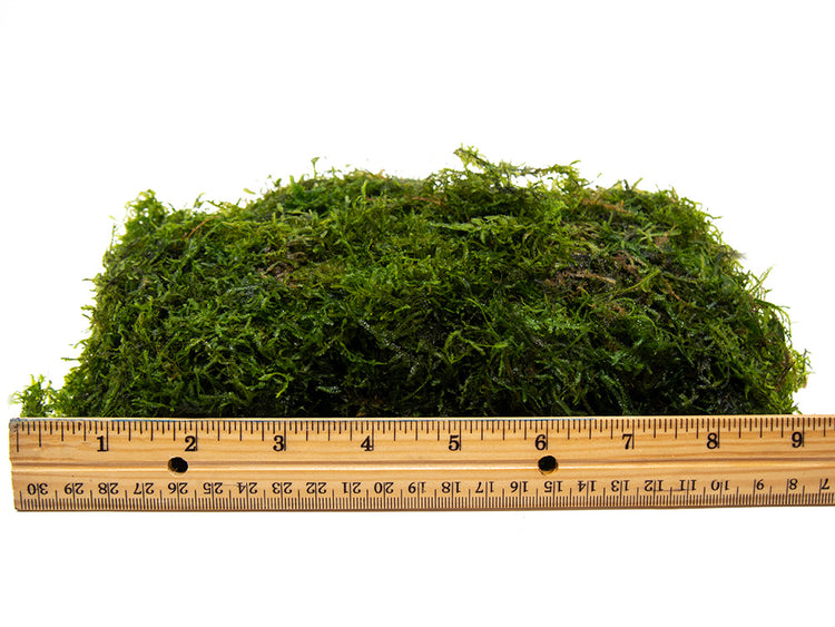 java moss carpet for aquarium 