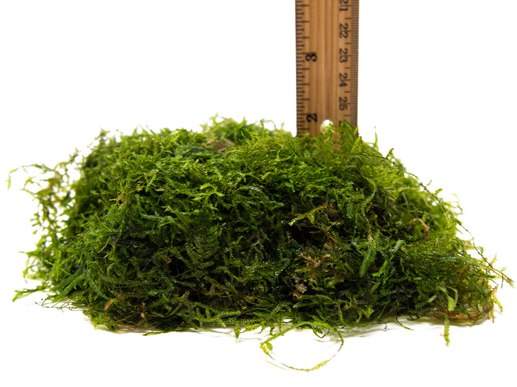 DELUXE Java Moss (Vesicularia dubyana), Loose Portion - Aquatic Arts