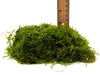java moss for sale for near me 