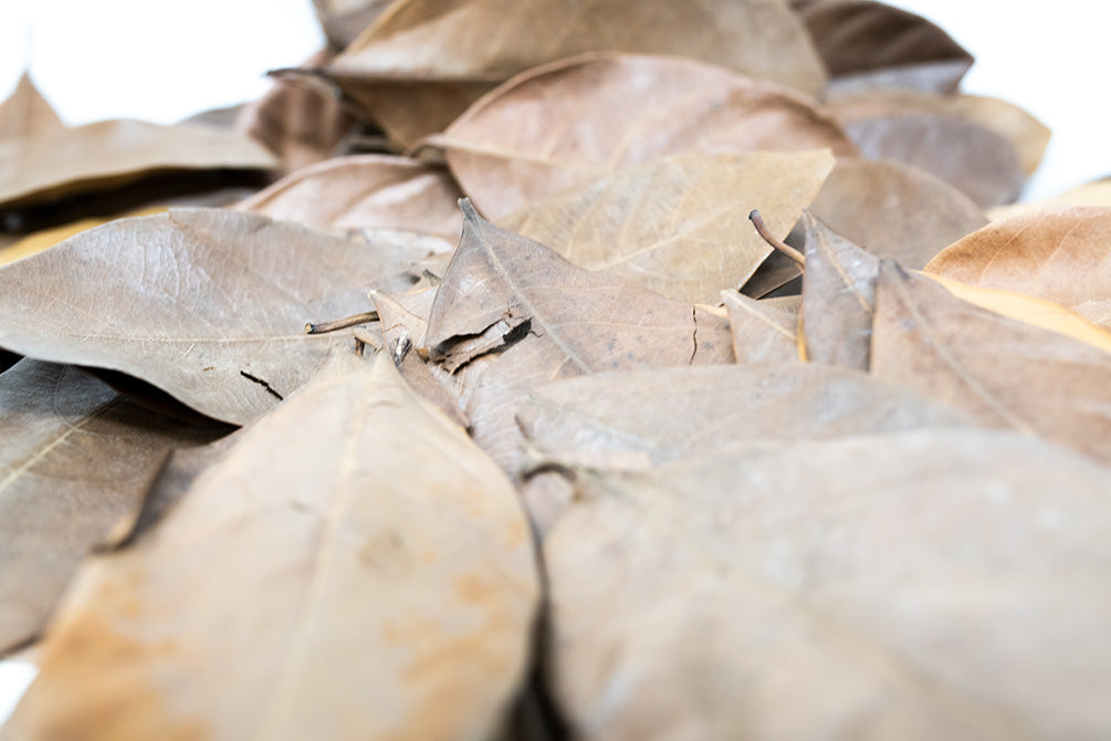 jackfruit leaves for aquarium 