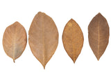 dried jackfruit leaves 