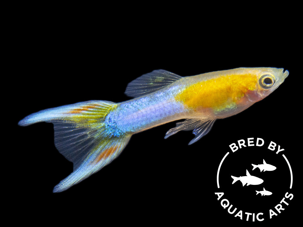 Japan Blue Gold Double Sword Guppy for sale Aquatic Arts