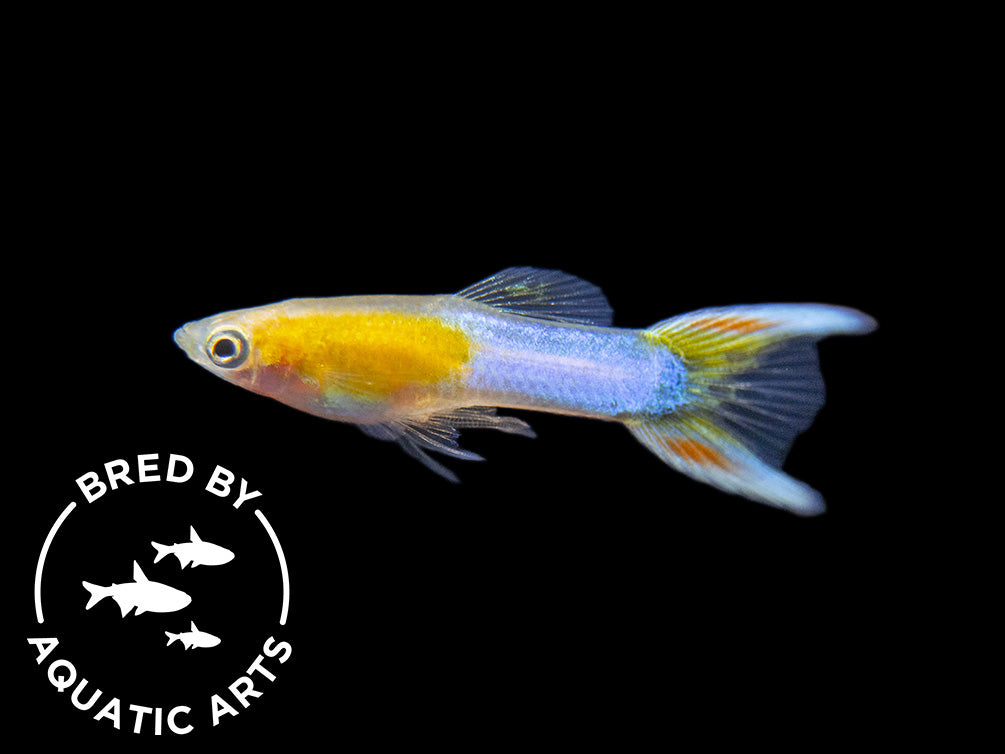 Japan Blue Gold Double Sword Guppy for sale Aquatic Arts