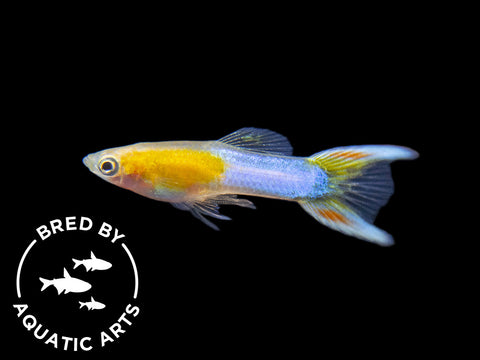 Rainbow Platy (Xiphophorus maculatus) - Tank-Bred!