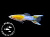 Japan Blue Gold Double Sword Guppy (Poecilia reticulata), Bredby: Aquatic Arts