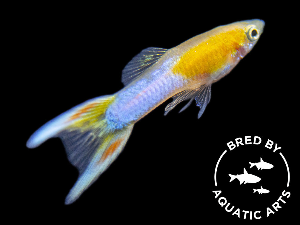 Japan Blue Gold Double Sword Guppy for sale Aquatic Arts