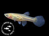 Japan Blue Gold Double Sword Guppy (Poecilia reticulata), Bredby: Aquatic Arts