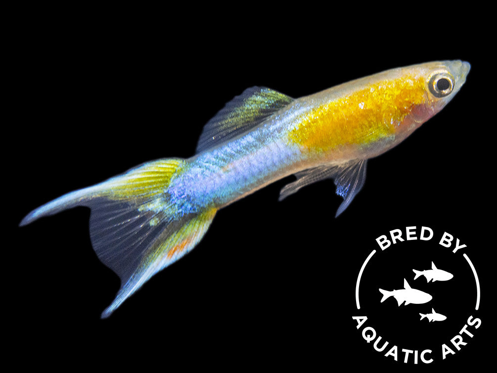 Japan Blue Gold Double Sword Guppy for sale Aquatic Arts