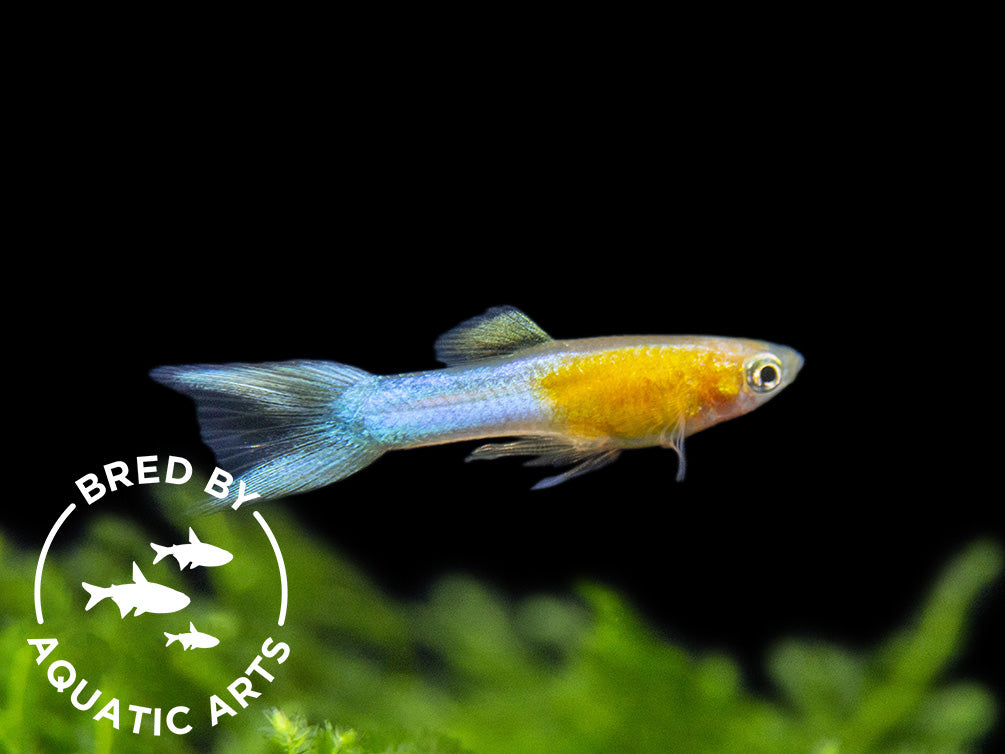 Japan Blue Gold Double Sword Guppy for sale Aquatic Arts