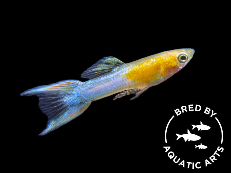 Japan Blue Gold Double Sword Guppy for sale Aquatic Arts