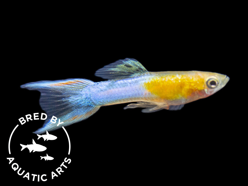 Japan Blue Gold Double Sword Guppy for sale Aquatic Arts