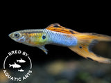 apan blue red double sword guppy male for sale 