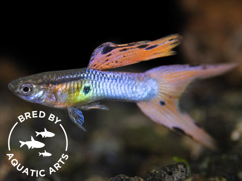 Gertrude’s Spotted Blue Eye Rainbowfish (Pseudomugil gertrudae), Tank-Bred
