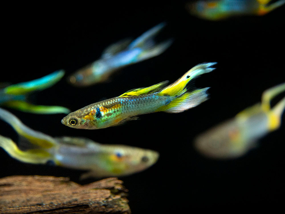Japan Blue Double Sword Endler’s Livebearer, Male, Type I (Poecilia wingei "Japan Blue Double Sword") - Tank-Bred!