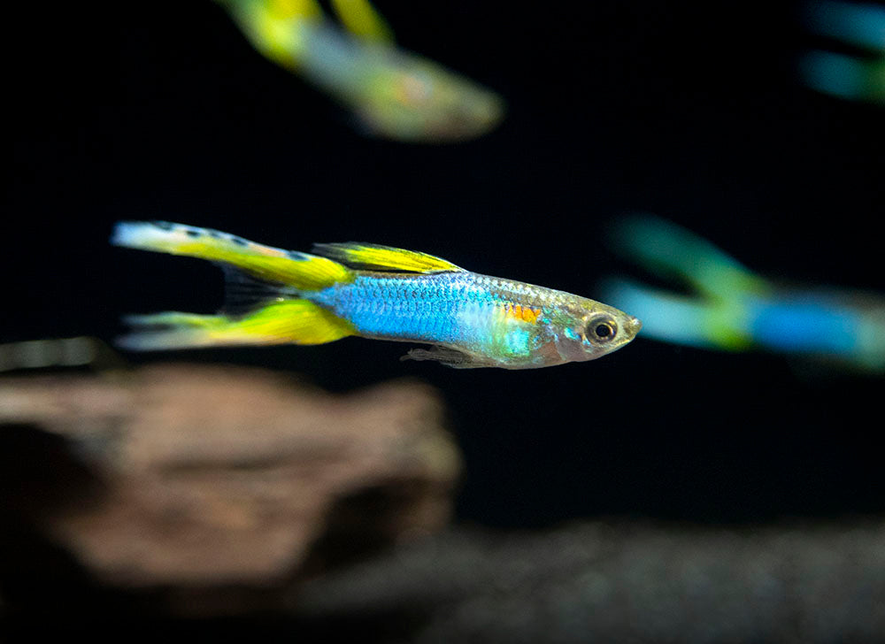 Japan Blue Double Sword Endler’s Livebearer, Male, Type I (Poecilia wingei "Japan Blue Double Sword") - Tank-Bred!