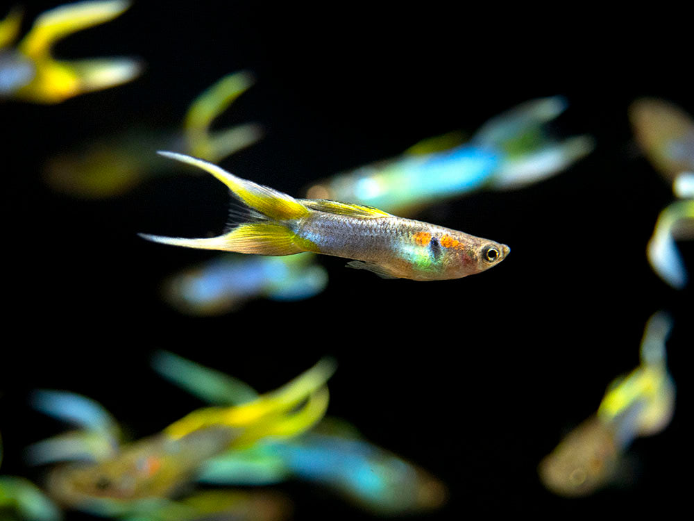Japan Blue Double Sword Endler’s Livebearer, Male, Type I (Poecilia wingei "Japan Blue Double Sword") - Tank-Bred!