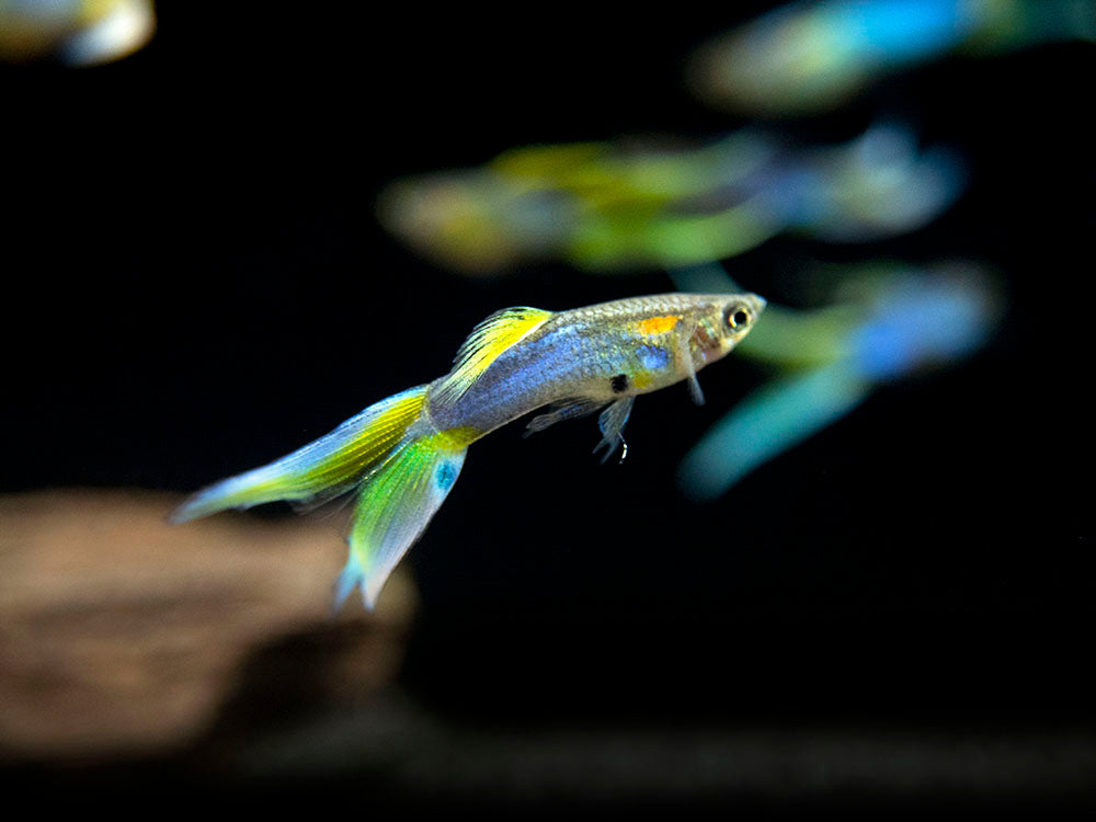 Japan Blue Double Sword Endler’s Livebearer, Male, Type I (Poecilia wingei "Japan Blue Double Sword") - Tank-Bred!