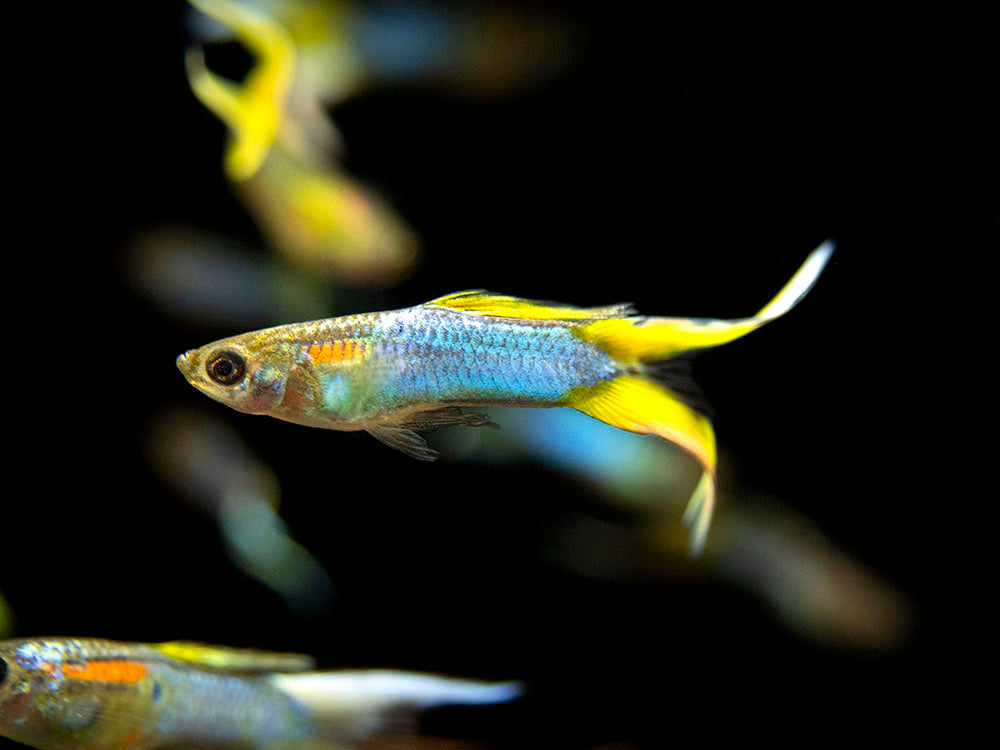 Japan Blue Double Sword Endler’s Livebearer, Male, Type I (Poecilia wingei "Japan Blue Double Sword") - Tank-Bred!