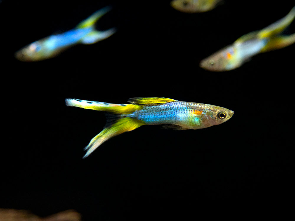 Japan Blue Double Sword Endler’s Livebearer, Male, Type I (Poecilia wingei "Japan Blue Double Sword") - Tank-Bred!