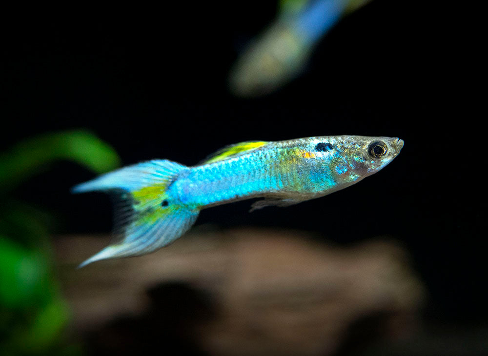 Japan Blue Double Sword Endler’s Livebearer, Male, Type I (Poecilia wingei "Japan Blue Double Sword") - Tank-Bred!