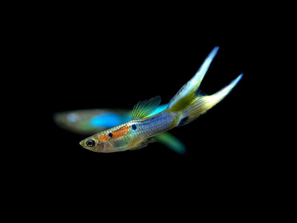 Japan Blue Double Sword Endler’s Livebearer, Male, Type I (Poecilia wingei "Japan Blue Double Sword") - Tank-Bred!