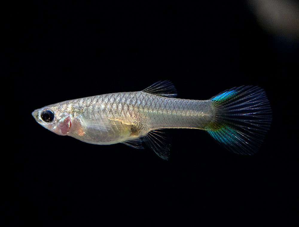 Japan Blue Double Sword Endler’s Livebearer, Males and Females, Type II (Poecilia wingei), Tank-Bred!