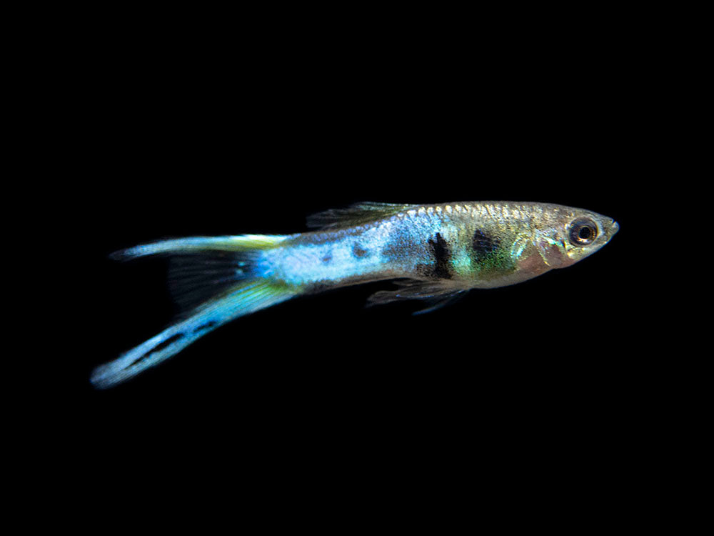 Japan Blue Double Sword Endler’s Livebearer, Males and Females, Type II (Poecilia wingei), Tank-Bred!