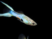 Japan Blue Double Sword Endler’s Livebearer, Males and Females, Type II (Poecilia wingei), Tank-Bred!