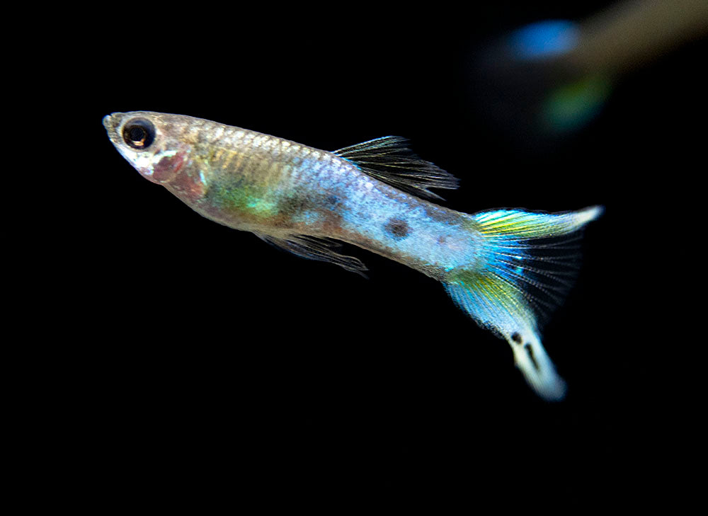 Japan Blue Double Sword Endler’s Livebearer, Males and Females, Type II (Poecilia wingei), Tank-Bred!