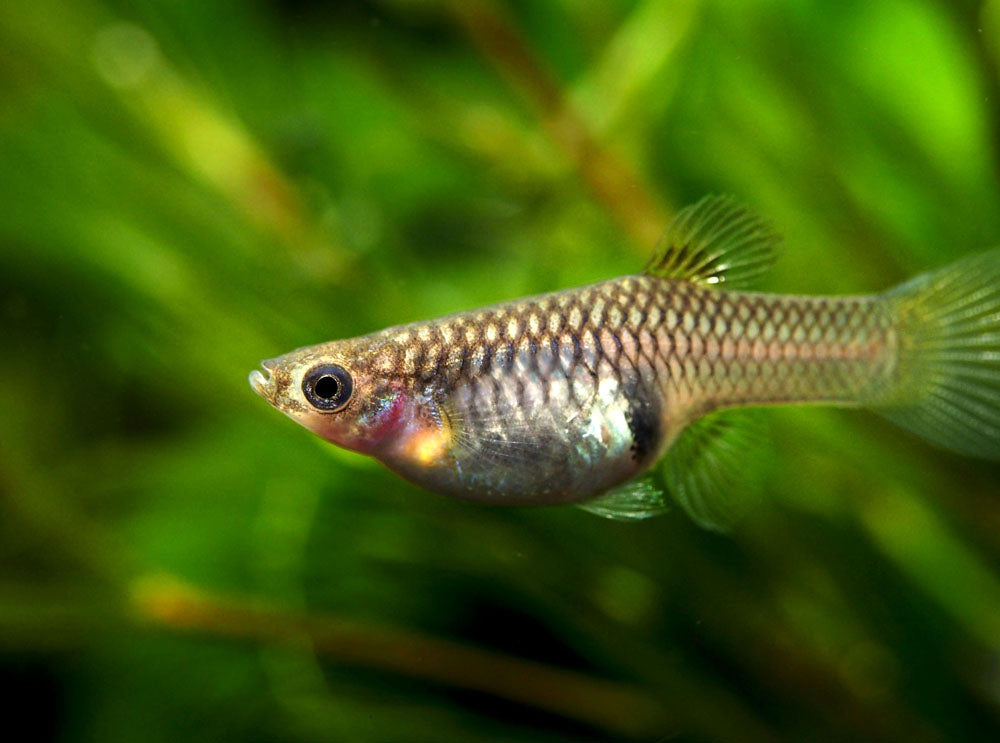 Japan Blue Red Double Sword Guppy (Poecilia reticulata "Japan Blue Red Double Sword"), Males and Females - Tank-Bred!
