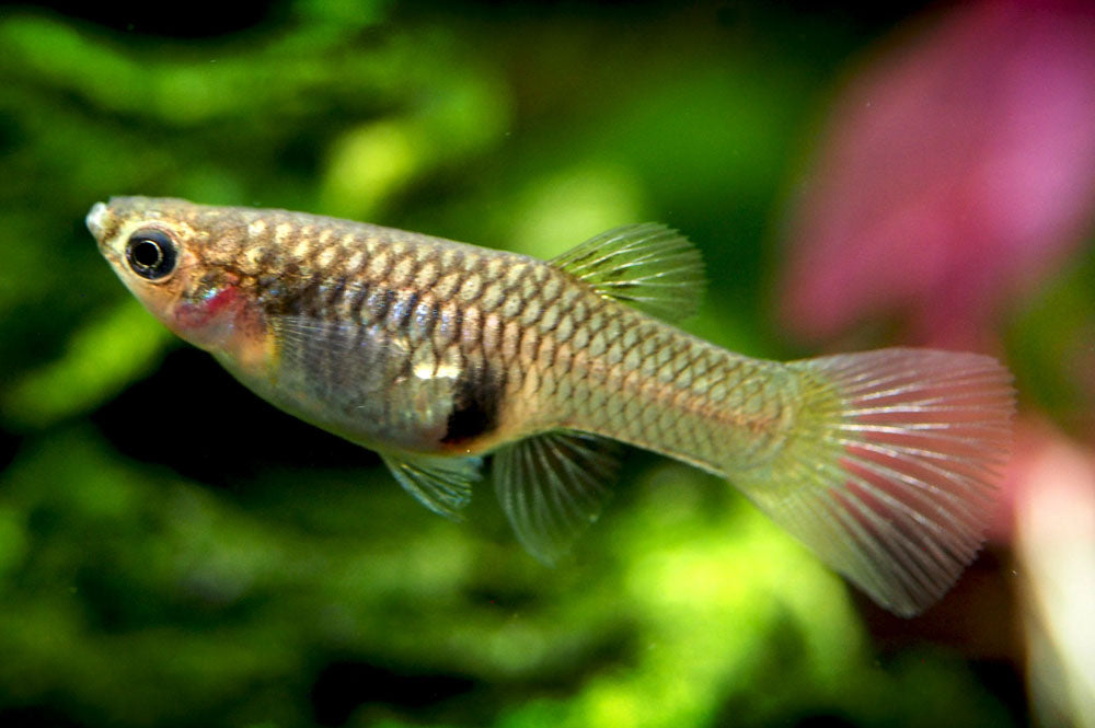 Japan Blue Red Double Sword Guppy (Poecilia reticulata "Japan Blue Red Double Sword"), Males and Females - Tank-Bred!