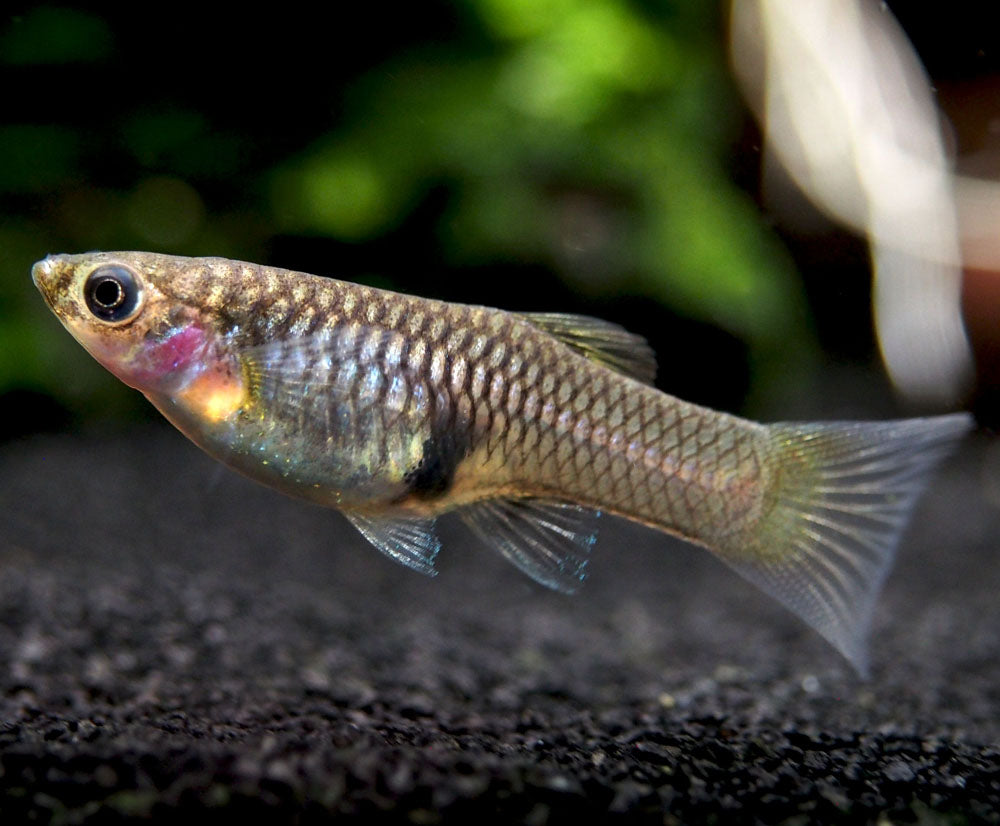Japan Blue Red Double Sword Guppy (Poecilia reticulata "Japan Blue Red Double Sword"), Males and Females - Tank-Bred!