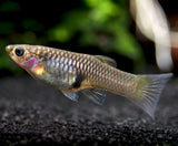 Japan Blue Red Double Sword Guppy (Poecilia reticulata 