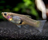 Japan Blue Red Double Sword Guppy (Poecilia reticulata 