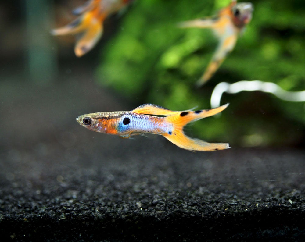 Japan Blue Red Double Sword Guppy (Poecilia reticulata "Japan Blue Red Double Sword"), Males and Females - Tank-Bred!