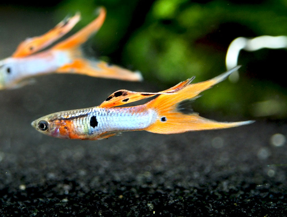 Japan Blue Red Double Sword Guppy (Poecilia reticulata "Japan Blue Red Double Sword"), Males and Females - Tank-Bred!
