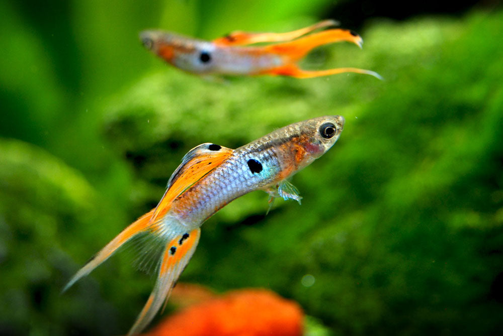 Japan Blue Red Double Sword Guppy (Poecilia reticulata "Japan Blue Red Double Sword"), Males and Females - Tank-Bred!