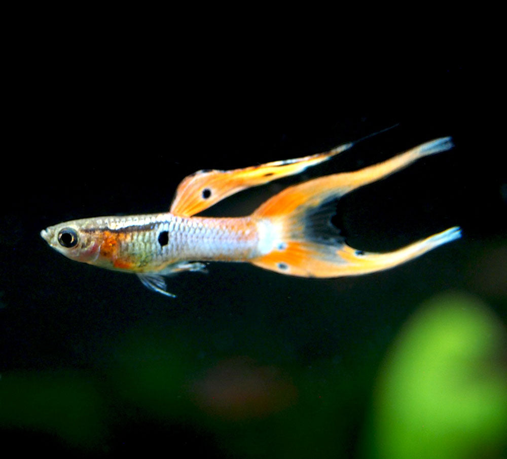 Japan Blue Red Double Sword Guppy (Poecilia reticulata "Japan Blue Red Double Sword"), Males and Females - Tank-Bred!