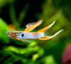 Japan Blue Red Double Sword Guppy (Poecilia reticulata 