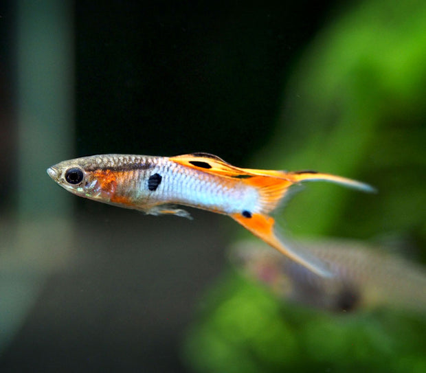 Japan Blue Red Double Sword Guppy (Poecilia reticulata "Japan Blue Red Double Sword"), Males and Females - Tank-Bred!