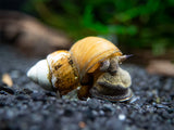 Japanese Trapdoor Snail (Sinotaia quadrata) - Tank Bred!