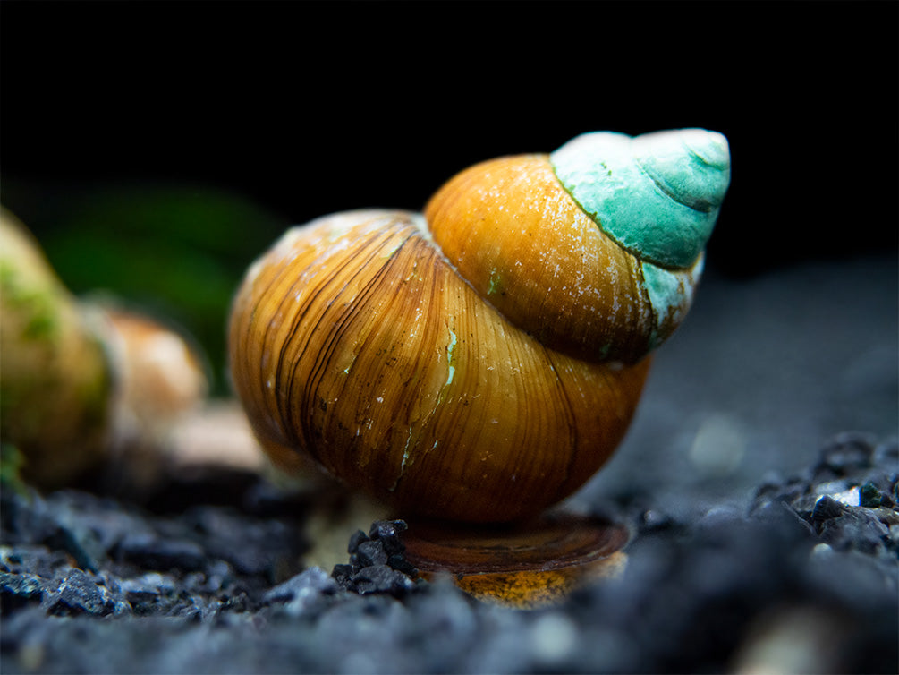 Japanese Trapdoor Snail (Sinotaia quadrata) - Tank Bred!