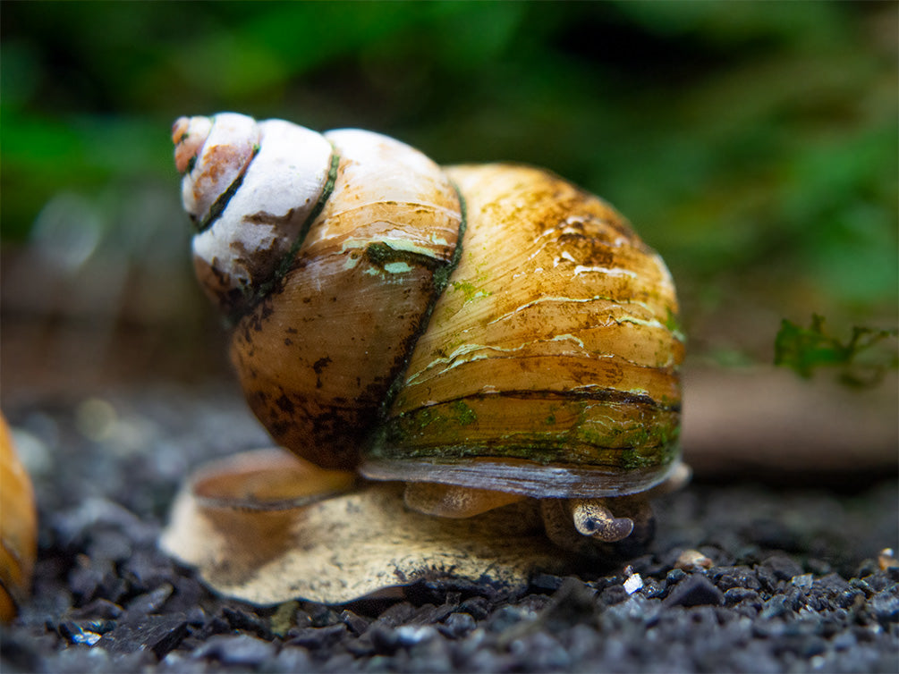 Japanese Trapdoor Snail (Sinotaia quadrata) - Tank Bred!