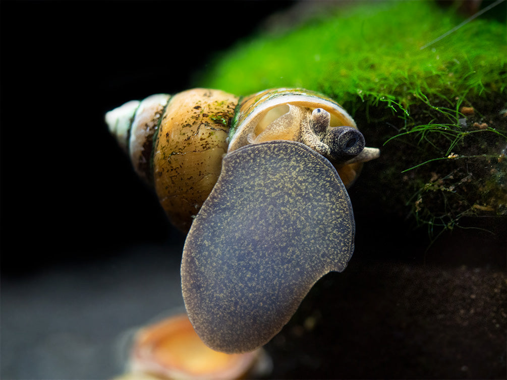 Japanese Trapdoor Snails - Aquatic Arts