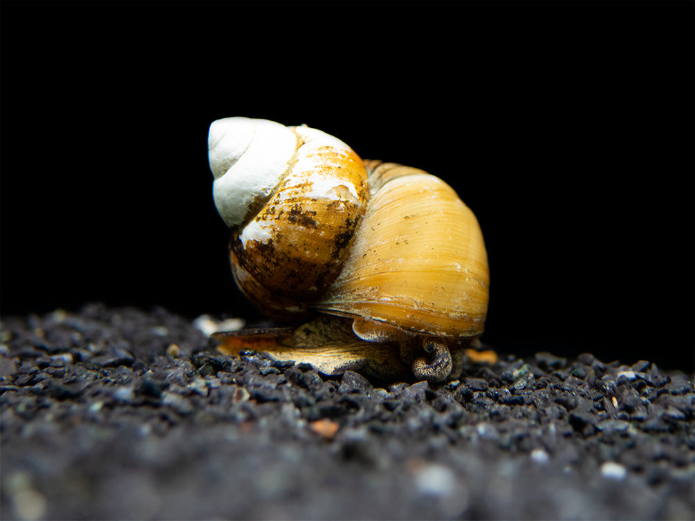 Japanese Trapdoor Snail (Sinotaia quadrata) - Tank Bred!